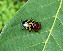 Prepopharus chamoeleo