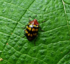 Prepopharus chamoeleo