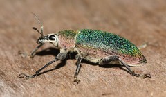 Cratopus chrysochlorus