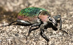 Cratopus chrysochlorus