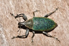 Cratopus chrysochlorus