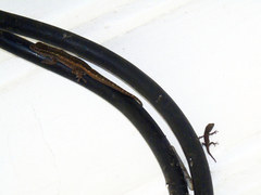 Lygodactylus picturatus
