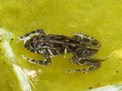 Sclerophrys gutturalis