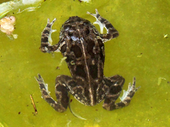 Sclerophrys gutturalis
