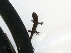 Lygodactylus picturatus