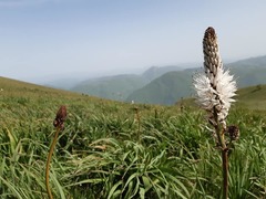 Asphodelus macrocarpus