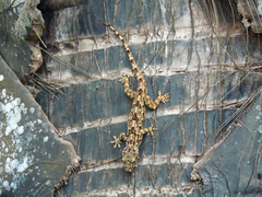 Hemidactylus platycephalus
