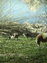 Alopochen aegyptiaca