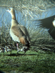 Alopochen aegyptiaca