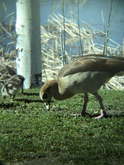 Alopochen aegyptiaca