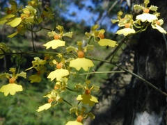 Gomesa welteri