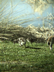 Alopochen aegyptiaca