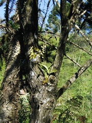 Gomesa welteri