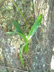 Gomesa welteri