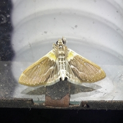 Apilocrocis novateutonialis
