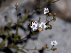 Microbotryomycetes