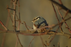 Sitta europaea asiatica