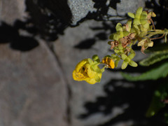 Calceolariaceae