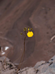 Calceolariaceae