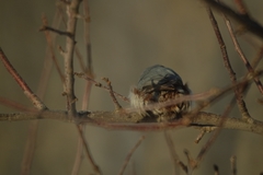 Sitta europaea asiatica