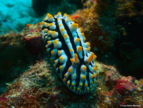 Varicose Wart Slug
