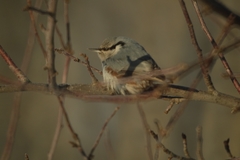 Sitta europaea asiatica