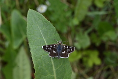 Carterocephalus