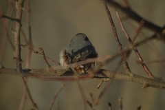Sitta europaea asiatica