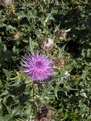 Cirsium pugnax