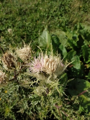 Cirsium obvallatum