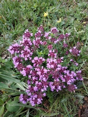 Thymus nummularius