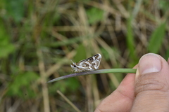 Carterocephalus