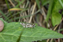 Carterocephalus