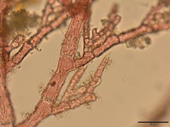 Antithamnionella floccosa