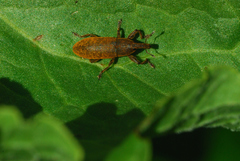 Lixus bardanae