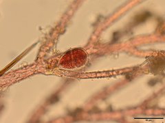 Antithamnionella floccosa