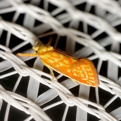 Crepidosceles chryserythra