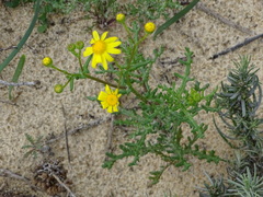 Senecio gallicus