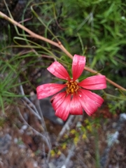Mutisia subulata