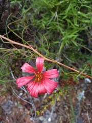 Mutisia subulata