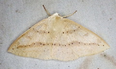 Cirsodes acuminata