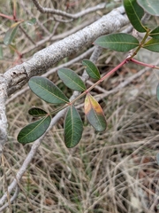 Pistacia × saportae