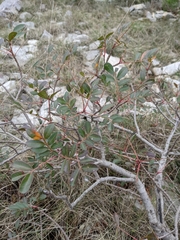 Pistacia × saportae