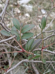 Pistacia × saportae