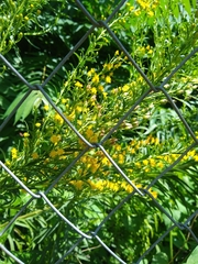 Solidago chilensis