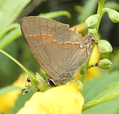 Electrostrymon endymion