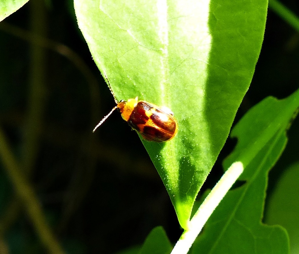 Wanderbiltiana sejuncta
