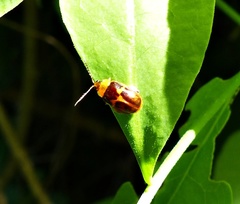 Wanderbiltiana sejuncta