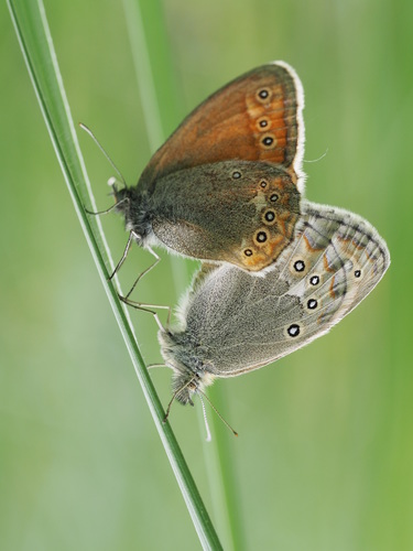 Coenonympha amaryllis