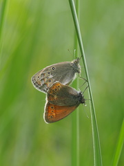 Coenonympha amaryllis